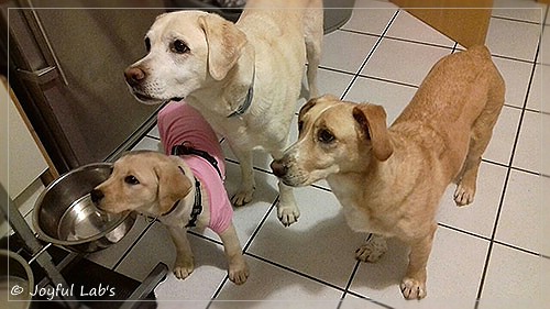 Joyful Lab's Dressy Girl