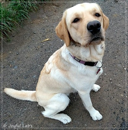 Joyful Lab's Dressy Girl