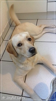 Joyful Lab's Dressy Girl