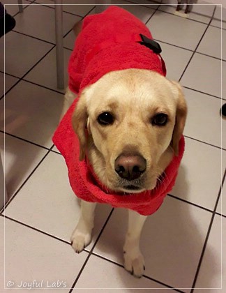 Joyful Lab's Dressy Girl