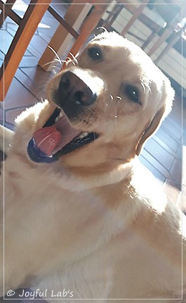 Joyful Lab's Destiny Boy