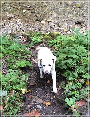 Joyful Lab's Amazing Girl - Dora