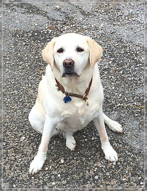 Joyful Lab's Amazing Girl - Dora