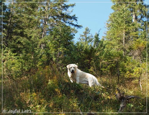 Joyful Lab's Amazing Girl - Dora