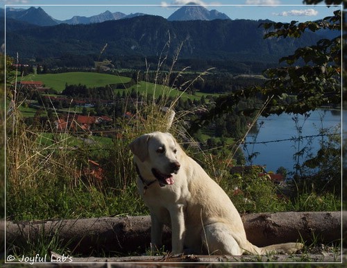 Joyful Lab's Amazing Girl - Dora