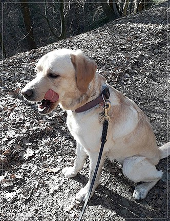 Joyful Lab's Dressy Girl