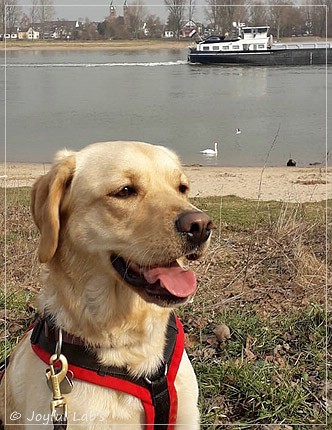 Joyful Lab's Dressy Girl