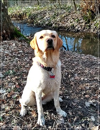 Joyful Lab's Dressy Girl