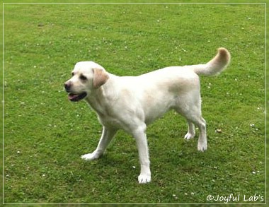 Finn - Joyful Lab's Absolute Power Boy