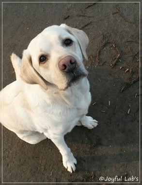 Finn - Joyful Lab's Absolute Power Boy