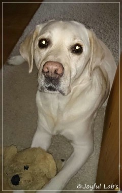 Finn - Joyful Lab's Absolute Power Boy