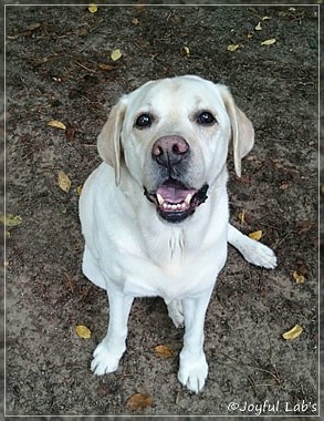 Finn - Joyful Lab's Absolute Power Boy