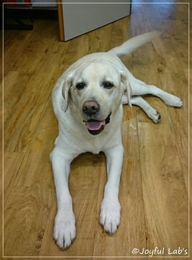 Finn - Joyful Lab's Absolute Power Boy