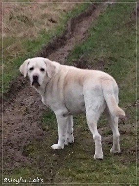 Finn - Joyful Lab's Absolute Power Boy