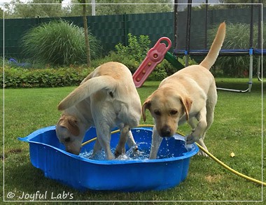 Joyful Lab's Cheeky Girl & Classic Girl Joyful Lab's Cheeky Girl & Classic Girl
