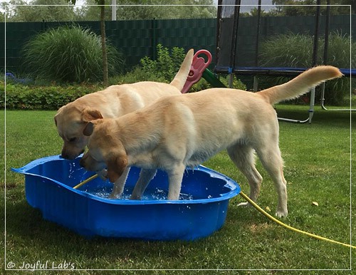 Joyful Lab's Cheeky Girl & Classic Girl