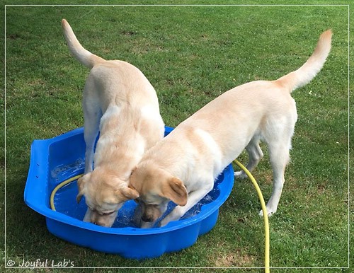 Joyful Lab's Cheeky Girl & Classic Girl Joyful Lab's Cheeky Girl & Classic Girl