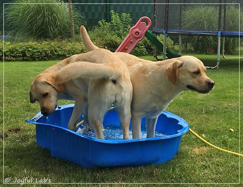 Joyful Lab's Cheeky Girl & Classic Girl Joyful Lab's Cheeky Girl & Classic Girl
