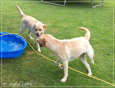 Joyful Lab's Cheeky Girl & Classic Girl Joyful Lab's Cheeky Girl & Classic Girl
