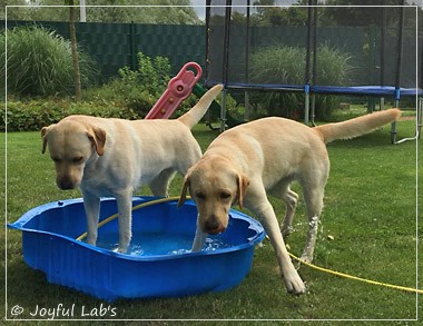 Joyful Lab's Cheeky Girl & Classic Girl Joyful Lab's Cheeky Girl & Classic Girl
