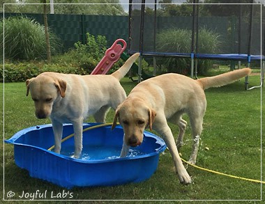 Joyful Lab's Cheeky Girl & Classic Girl