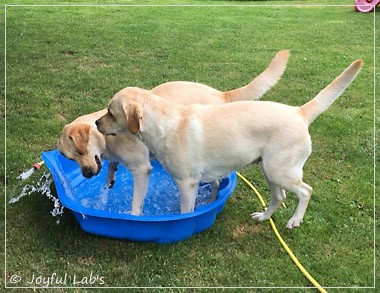 Joyful Lab's Cheeky Girl & Classic Girl Joyful Lab's Cheeky Girl & Classic Girl