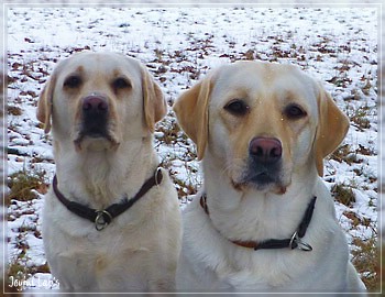 Joyful Lab's Bright Girl "Lucy"