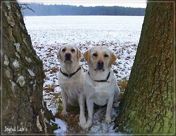 Joyful Lab's Bright Girl "Lucy"