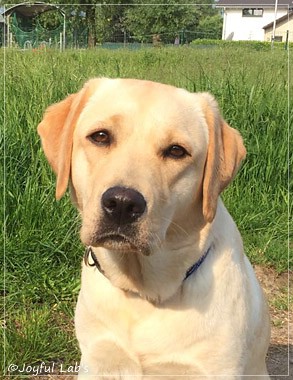 Joyful Lab's Cheeky Girl