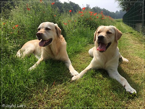 Joyful Lab's Cheeky Girl