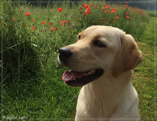 Joyful Lab's Cheeky Girl