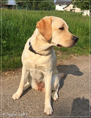 Joyful Lab's Cheeky Girl