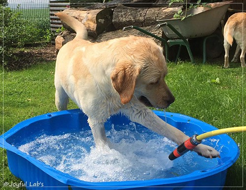 Joyful Lab's Cheeky Girl