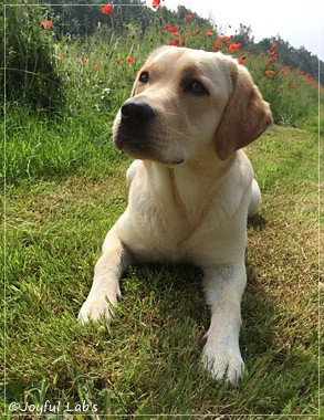 Joyful Lab's Cheeky Girl