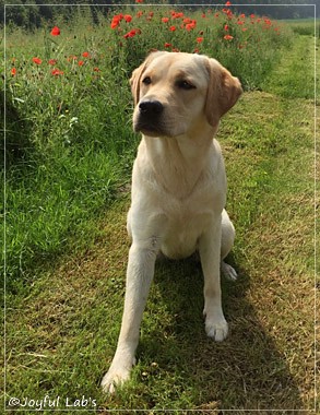 Joyful Lab's Cheeky Girl