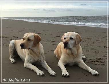 Joyful Lab's Cheeky Girl