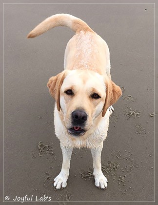 Joyful Lab's Cheeky Girl