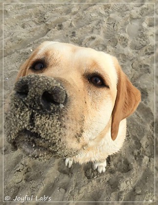 Joyful Lab's Cheeky Girl