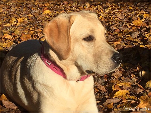 Joyful Lab's Cheeky Girl