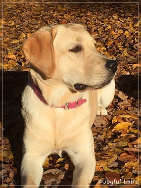 Joyful Lab's Cheeky Girl