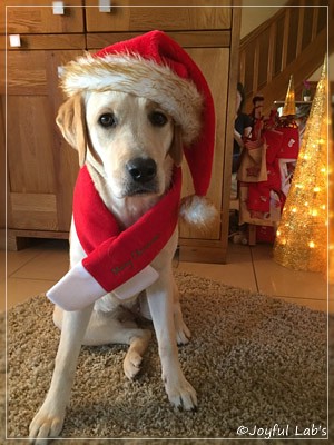 Joyful Lab's Cheeky Girl