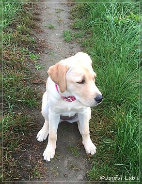 Joyful Lab's Cheeky Girl