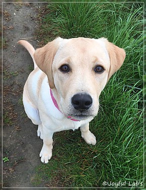 Joyful Lab's Cheeky Girl