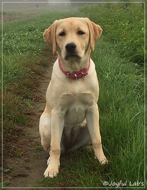 Joyful Lab's Cheeky Girl