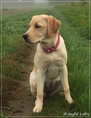 Joyful Lab's Cheeky Girl