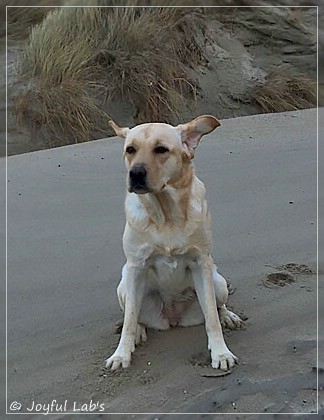 Joyful Lab's Cheeky Girl