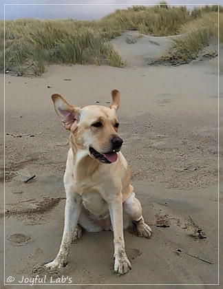 Joyful Lab's Cheeky Girl