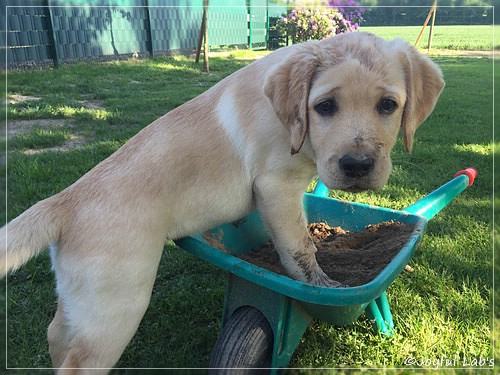 Joyful Lab's Cheeky Girl