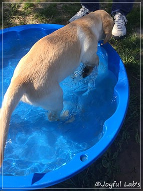 Joyful Lab's Cheeky Girl