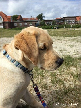 Joyful Lab's Cheeky Girl